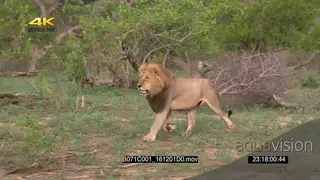 2 male African lions running through bush hunting