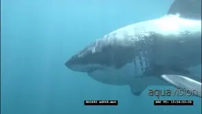 Great White Shark swimming slowly underwater towards and passing by camera LS PAN HAND