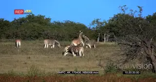 Two zebras fighting and necking one another while other zebras grazing
