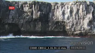 Swallow-tailed Gulls flying across PAN to island and cliffs