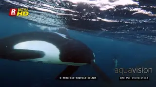 Orca Killer Whales feeding on herring schools in noway UW