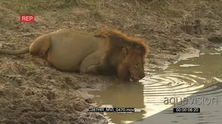 Lion Male drinking muddy water MS