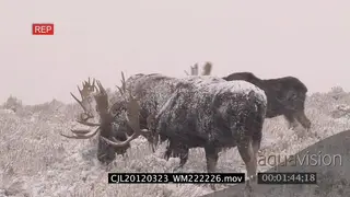 Moose herd walking and grazing on prairie during snowfall WS PAN