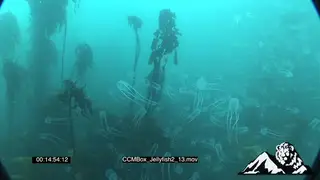 School of Box Jellyfish floating underwater in ocean LWS