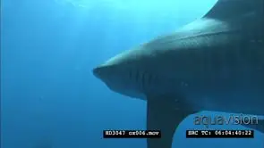 XCU of Tiger Shark passing by camera UW