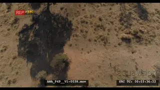 Aerial Drone Southern Ground Hornbill family foraging general behaviour