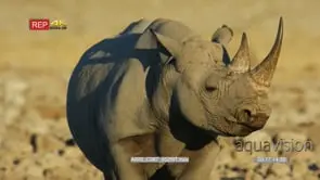 Black rhino listens to its surroundings then drinks from a waterhole