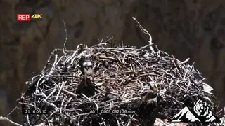 Juvenile Ospreys standing in a nest and one eating HA 2S MLS
