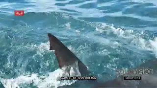 Great White shark attack topside