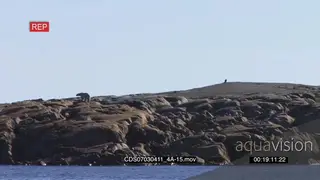 Polar bear scouting around walking up boulders away from ocean