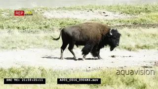 2 Male Bisons after walking away after a fight GENERAL BEHAVIOUR DRY