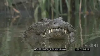 Nile Crocodile half sub-merged in water heads sticking out hunting