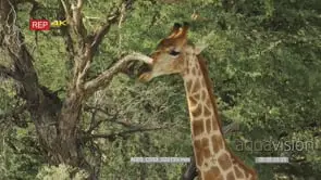Close up shot of giraffe's head and neck eating from a tall tree