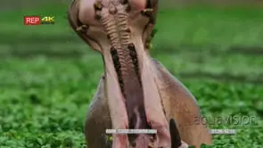 Close up shot of large hippo bull yawning