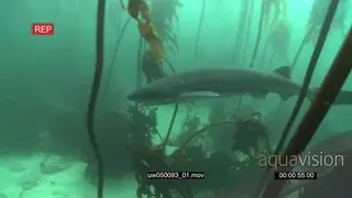 Sevengill cow shark in kelp forest underwater in ocean MLS PAN HAND