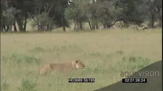 African lioness stalking hunting hiding in grass