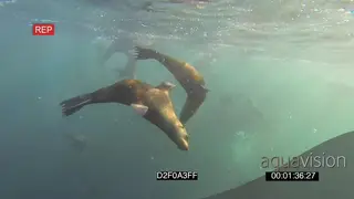 Cape Fur Seals hunting swimming through Sardine baitball feeding UNDERWATER HANDHELD