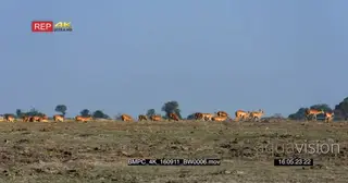 Impala herd walking and grazing in distance WS
