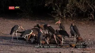 Flocks of vultures and marabou stocks feeding on buffalo carcass MCU