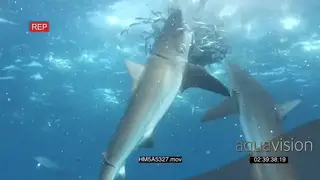 Dusky Sharks swimming upwards underwater in ocean and Cape Gannets feeding on Sardine.