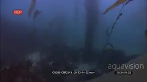 Adult Sea otter diving for food on the sea floor, foraging and swimming off frame, UW;DAY.