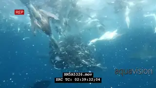 Divers filming Cape Gannets with Dusky Shark attacking and feeding on Sardines swimming.