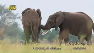Courtship display of a male African Elephant wrapping its trunk on a female and…