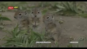 ground squirrel standing and sniffing, then the rest of the group joins it FF GOOD LIGHT