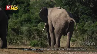Elephant Defecating GOOD LIGHT