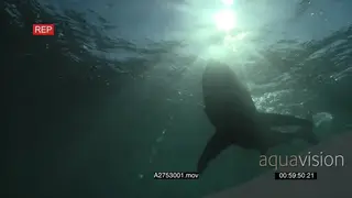 Great white shark gently swimming underwater in ocean passing over camera LA PAN HAND