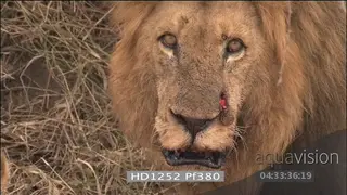Wounded African male lion with deep cut on nose injured feeding on carcass with 2.
