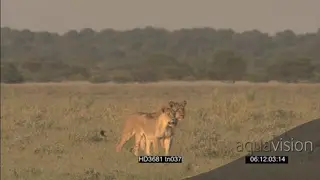 African Lion pride scouting around hunting