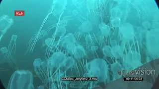 Camera passing through school of Box Jellyfish swimming and floating underwater in ocean.