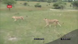 African Lions Playing running and walking on the grassland