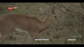 Steenbok standing on bushveld grazing