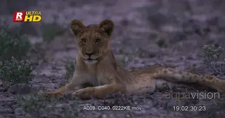 African Lion Cub laying down and resting.