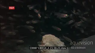 Small fish swimming around cleaner shrimp WS