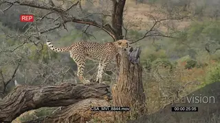 Cheetah on dead tree bark scouting around hunting