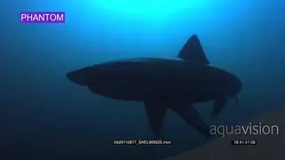 Great White shark (Carcharodon carcharias), coming out of deep blue UW PROFILE