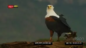 African fish eagle turn to camera zoom in close up of African fish eagle's head