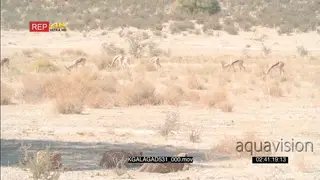 Cheetahs 3 laying down on stomachs looking across stalking hunting Springbok herd grazing.
