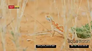 Close pan with ground agama running around
