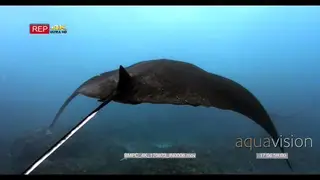 Reef manta ray over the coral reef when another one enters the frame