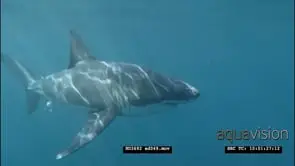 Great White Shark swimming towards and passing by camera underwater LS PAN HAND