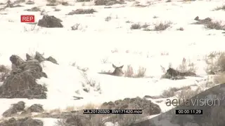 Elk Antelope and Gray Wolf laying down on prairie during snow fall looking at each other.