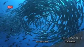School of Giant Kingfish with Black Triggerfishes and Estuary Perches swimming in a.