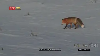 Red Fox limping and looking around on prairie LS PAN