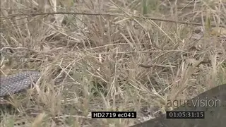Mozambique Spitting Cobra crawling through grass Cobra ZO MLS ZI MS PAN