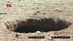 African Penguin Burrow