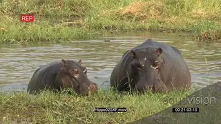 Hippo cow and calf grazing from the riverbank WS
